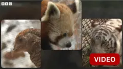 அழிந்து வரும் உயிரினங்கள்