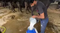 डेयरी फ़ार्म 