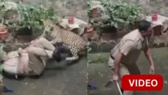 சிறுத்தை