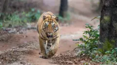 టైగర్