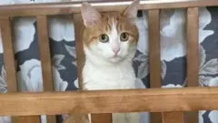 ट्वि्क्स बोका 