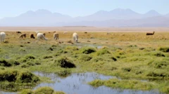 Lhamas pastando com montanhas ao fundo