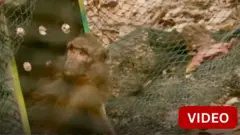 துன்புறுத்தலில் இருந்து மீட்கப்பட்ட குரங்கு காட்டுக்குள் விடப்பட்ட காட்சி