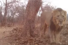 கிர், சிங்கம், ஆசிய சிங்கம், கிர் காடு, சிங்கத்தின் கர்ஜனை, சிங்கத்தின் உறுமல், சிங்கத்தின் இனப்பெருக்கம், சிங்கத்தின் இனச்சேர்க்கை, சிங்கங்களின் தொடர்பு, பிபிசி செய்திகள், குஜராத்