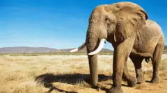 આફ્રિકા, હાથી, બીબીસી ગુજરાતી