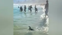 pingvin pliva u moru