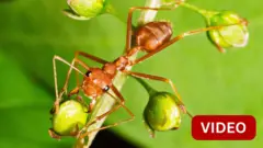 ஆயிரக்கணக்கில் கடத்தப்படும் ஆப்பிரிக்க எறும்புகள்! கென்யாவில் மாட்டிக்கொண்ட கடத்தல்காரர்கள்!