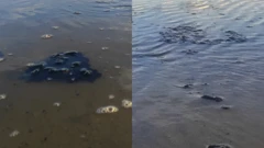 சென்னை அடையாறு மறுசீரமைப்புத் திட்டம், ரூ.744 கோடி என்ன ஆனது?