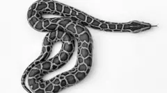 Python