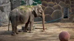మనీలా జూ