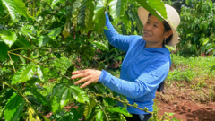 Một nông dân trồng cà phê đang ngắm hạt cà phê tại trang trại của mình ở Pleiku, tỉnh Gia Lai, ảnh chụp ngày 11/6/2024