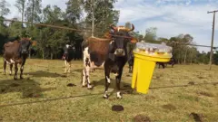 Laternas em uma cerca ao lado do gado