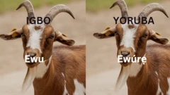 Asụsụ Igbo na Yoruba