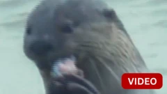 தென்பெண்ணை ஆற்றில் மீனை பிடித்து சாப்பிட்ட நீர்நாய்