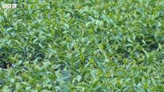 抹茶を求めて世界から大勢が宇治へ……すぐには増やせないと茶商