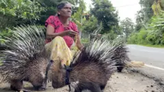 முள்ளம்பன்றி, இலங்கை