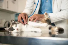 Imagem ilustrativa de veterinário examinando um gato