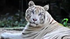 வெள்ளைப்புலி