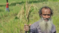 চিটা পড়া ধান নিয়ে ভুক্তভোগী কৃষক।