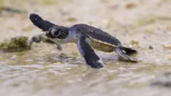 Маленька морська черепаха з берега заходить у воду з піднятою лапкою