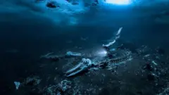 అలెక్స్ డాసన్ తీసిన ఫొటో