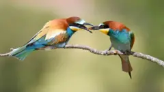 مرغ زنبورخوار