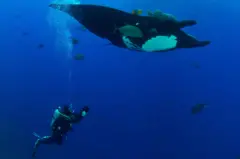Hoyos filma uma arraia gigante no oceano