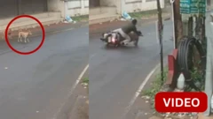 பைக்கில் வந்தவர்கள் லேசான காயங்களுடன் உயிர்தப்பினர்.