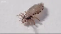 Injirta