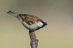 ஒரு குருவியை மீட்க நீதிமன்றம் வரை சென்ற மக்கள்