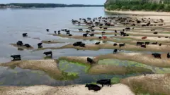 dunav, vodostaj dunava, nizak vodostaj dunava u rumuniji, nizak vodostaj dunava u srbiji
