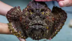 Peixe-pedra segurado por mãos humanas