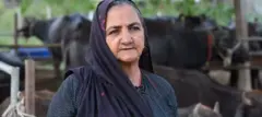 નાનીબહેન
