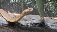 இந்தியாவில் சுமார் 362 வகையான பாம்புகள் அடையாளம் காணப்பட்டுள்ளன ( கோப்புப்படம் )
