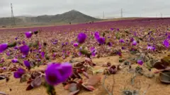 Пустиња Атакама у Чилеу