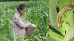 සේනා දළඹුවා යළි ව්‍යාප්තවීම නිසා වග බිම් විනාශ වෙමින් පවතින බව බඩ ඉරිඟු ගොවීහු පවසති.