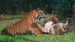 పులులు