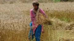 wheat