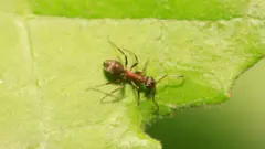 Uma formiga sobre uma folha na natureza