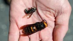 जपानी जायंट हॉर्नेटचा डंख ज्याला "मर्डर हॉर्नेट" म्हणूनही ओळखले जाते. याचे कोयोटी पीटरसन यांनी "माईक टायसनने चेहऱ्यावर मारलेल्या जोरात पंच" सारखे वर्णन केले आहे 