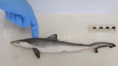 አንድ ሻርክ ቤተ-ሙከራ ውስጥ 