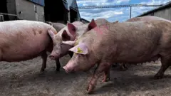 svinje na farmi
