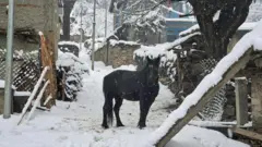 डोल्पाको जगदुल्ला गाउँपालिकाो काइगाउँमा भएको हिमपातका बेला बाहिर उभिएको एउटा घोडा