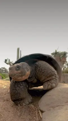 بعد 141 عاما.. رحيل السلحفاة "غراما" 