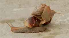 ஆப்ரிக்க நத்தைகள், தமிழ்நாடு, விவசாயிகள், மழை, வானிலை
