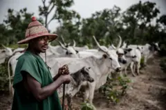 Um pastor fulani, com chapéu tradicional de sua etnia e um cajado, posa diante de um rebanho de vacas.