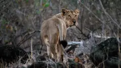 બરડો ડુંગર, બરડા જંગલસફારી, ગુજરાત, એશિયાઈ સિંહો, ગુજરાત વનવિભાગ, સિંહદર્શન, ટુરિઝમ, ઇકો-ટુરિઝમ, બીબીસી ગુજરાતી 