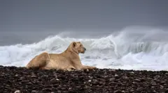 Левиця лежить на березі моря