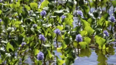 जलपर्णी