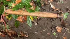 Фото сокири, з якою 52-річний чоловік напав на військовослжбовця ТЦК у Стриї